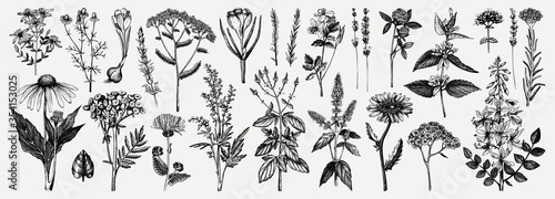 Slika na platnu Medicinal herbs collection