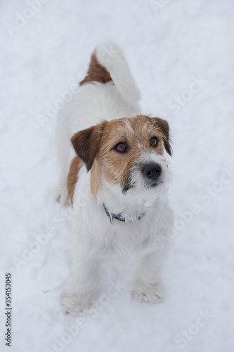 Jack russell terrier puppy is standing on a white snow in the winter park. Pet animals.