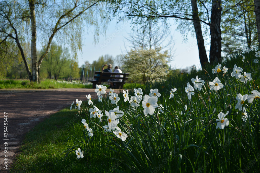 White daffodils blooming in a park under a birch on a sunny spring day White daffodils blooming in a park under a birch on a sunny spring day