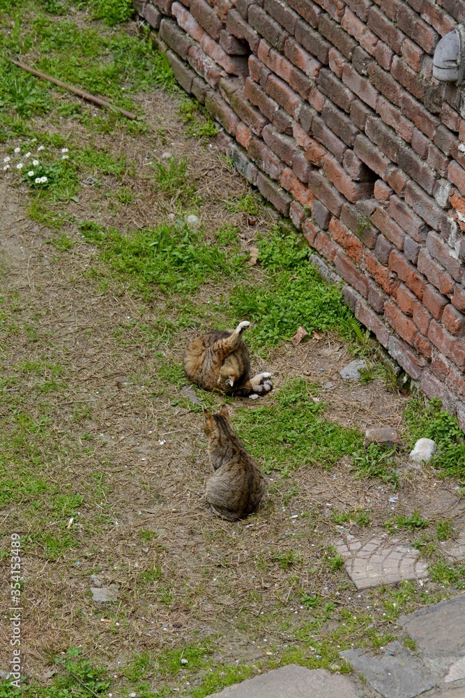 Cats of the Sforza castle in Milan. Italy. Cats of the Sforza castle in Milan. Italy.