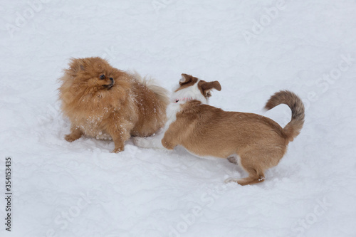 Pomeranian spitz puppy and multibred dog puppy are playing on a white snow in the winter park. photo