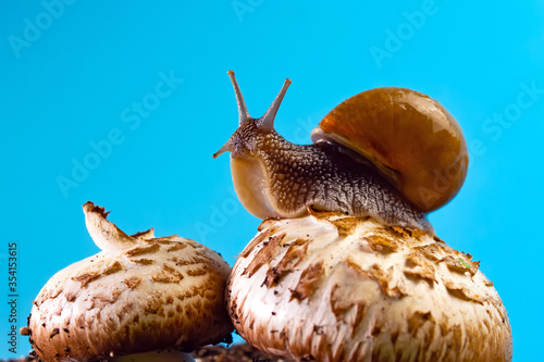 grape snail on a mushroom against a blue sky