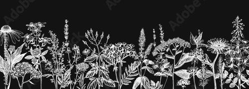 Hand-drawn medicinal herbs banner design on a chalkboard. Wildflower, weed and meadow sketches. Vintage summer plants template.  Herbs outlines