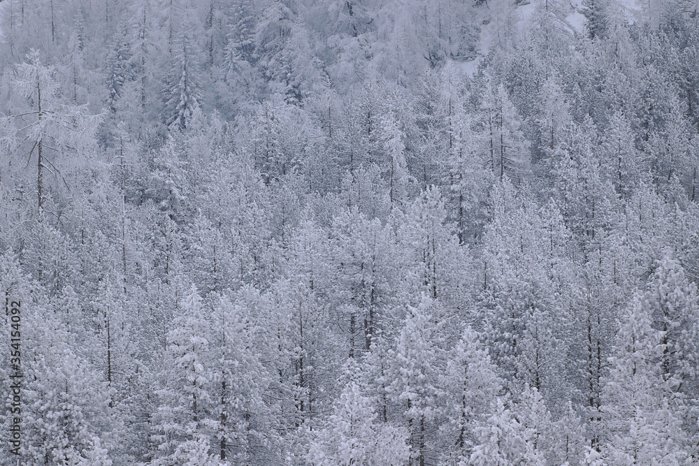 Winter landscape with Snow covered pine tree forest in nature after snow storm. Winter landscape with Snow covered pine tree forest in nature after snow storm.
