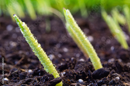 sprouts of corn sown in rows, against the background of soil