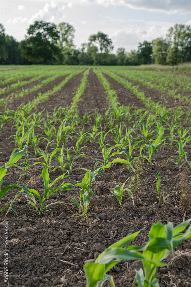Young corn plants in the spring evening light.