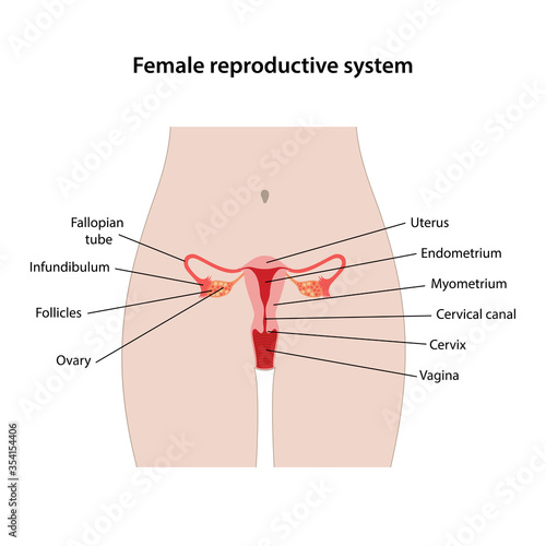 Female reproductive system with main parts labeled. Medical vector illustration in flat style on white background.