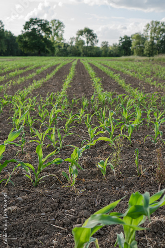 Young corn plants in the spring evening light.