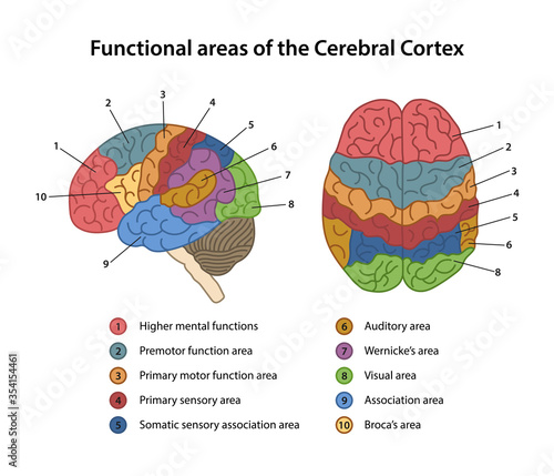 Functional areas of the Cerebral Cortex with labeled. Lateral and superior view of cerebrum. Color diagram. Vector illustration in flat style isolated on white background.