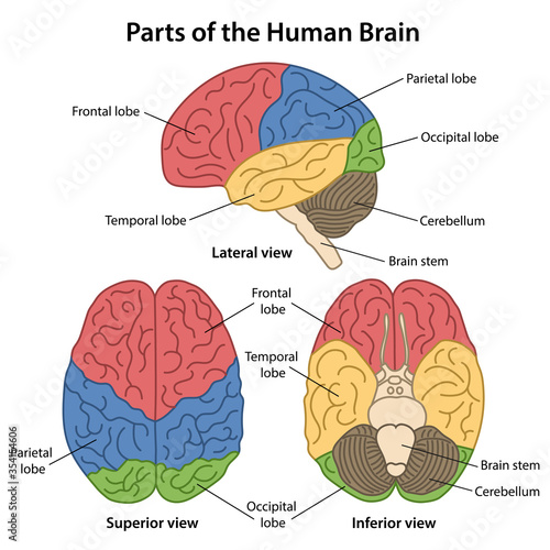 Main areas of the Cerebral Cortex with labeled. Lateral, superior and inferior views of cerebrum. Color diagram. Vector illustration in flat style isolated on white background.