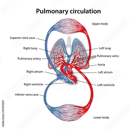 Circulation of blood. Diagram of pulmonary circulation. Vector illustration of great and small circles of blood circulation in flat style isolated on white background. photo