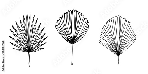 Set of exotic tropical palm leaves  hand-drawn in a doodle for elegant design of ornaments  patterns. Vector hand drawn set of various silhouette leaves in outline technique on the white background.