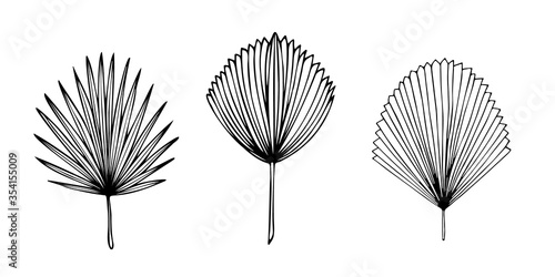 Set of exotic tropical palm leaves, hand-drawn in a doodle for elegant design of ornaments, patterns. Vector hand drawn set of various silhouette leaves in outline technique on the white background.