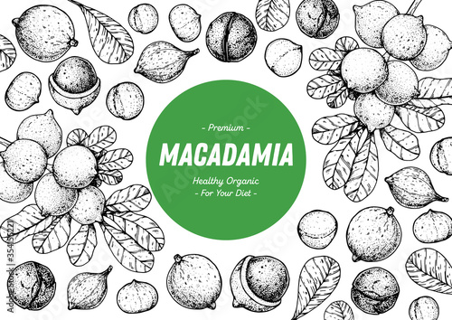 Hand drawn macadamia nuts. Organic food vector illustration. Vector design template. Great for packaging design. Hand drawn sketch. Macadamia nut sketch. Engraved style
