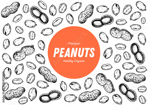 Peanuts hand drawn sketch. Nuts vector illustration. Organic healthy food. Great for packaging design. Engraved style. Black and white color.