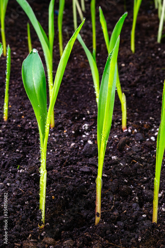sprouts of corn sown in rows  against the background of soil