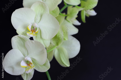 white orchid on black background. Phalaenopsis orchid, white-yellow flowers . 