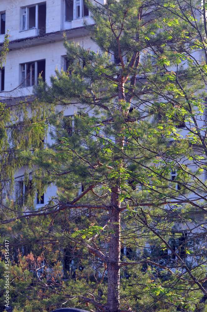 Fototapeta premium Ghost town in Eastern Europe.Former Soviet kids camp.Ukraine gets rid of the consequences of communism. Ruins. Kiev Region,Ukraine