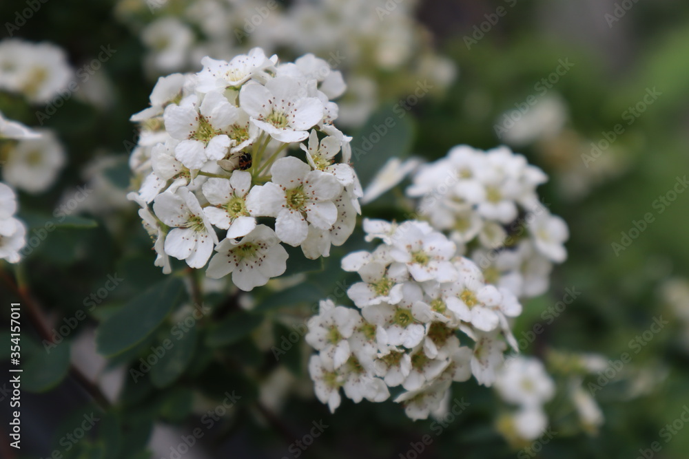 White Spirea Flowers in the Garden White Spirea Flowers in the Garden