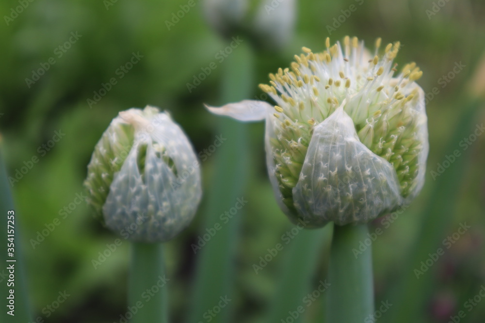 Decorative onion flowers in the meadow Decorative onion flowers in the meadow