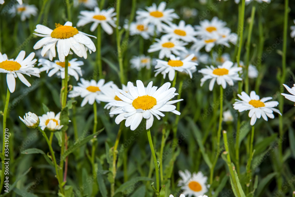 Daisies in a flower bed. White Daisy. Flowers in the garden.