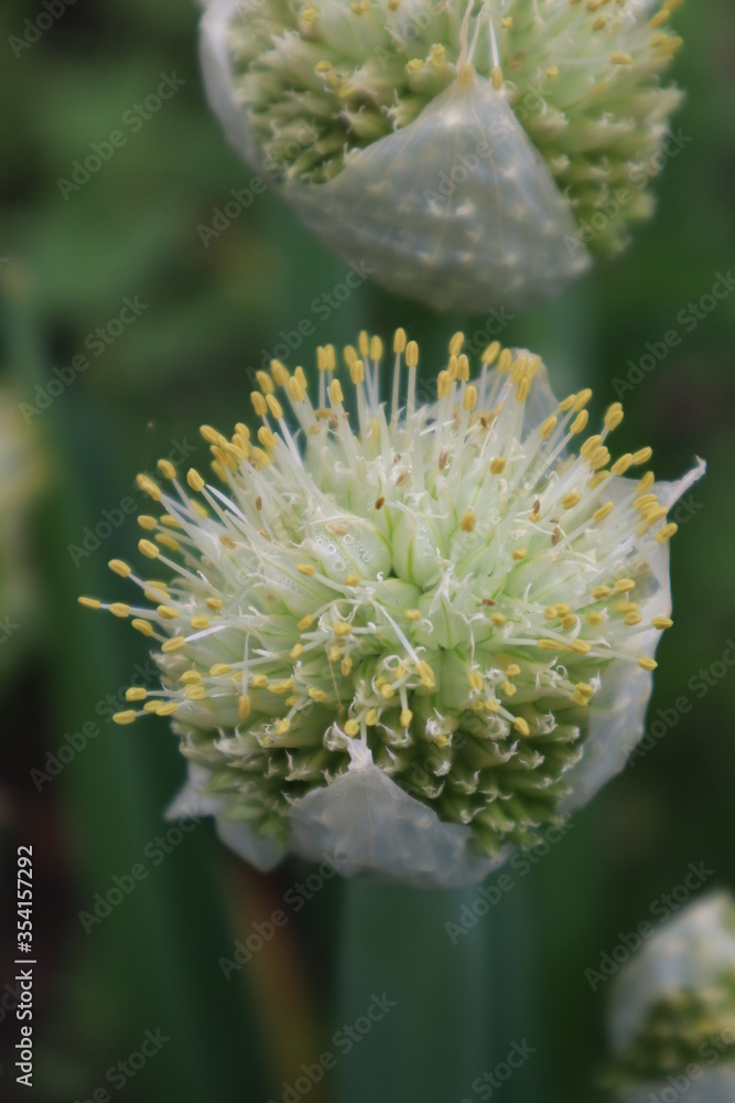 Decorative onion flowers in the meadow Decorative onion flowers in the meadow