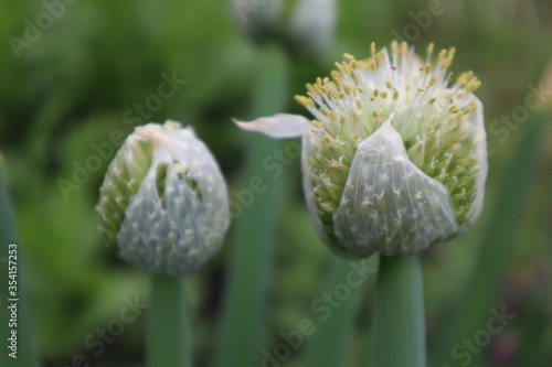 Decorative onion flowers in the meadow