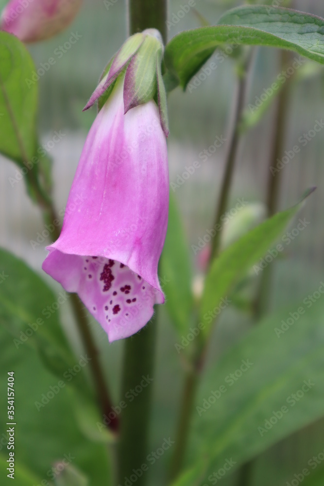 Digitalis purple flower in the garden Digitalis purple flower in the garden