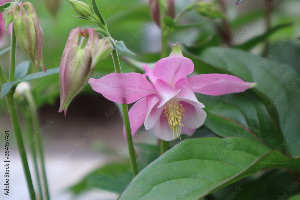 Columbine Common Flower in the Garden Columbine Common Flower in the Garden