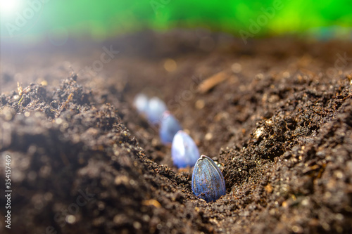 Fotografie sowing sunflower seeds in the ground in early spring