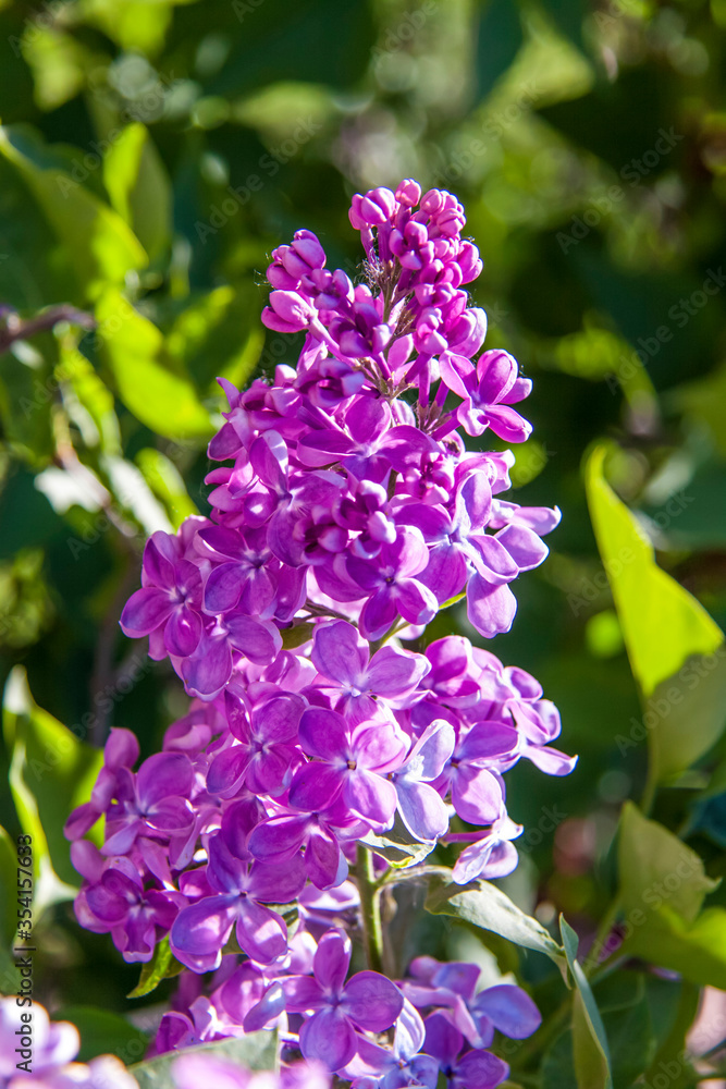 Lilac. Spring, flowers. Flowering tree. Lilac. Spring, flowers. Flowering tree.
