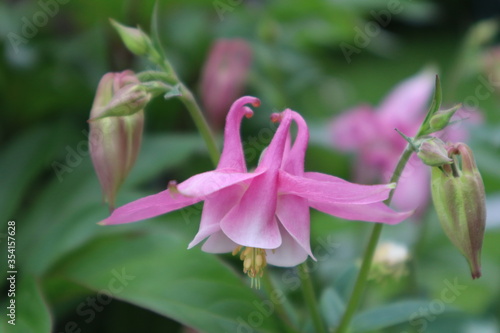 Columbine Common Flower in the Garden
