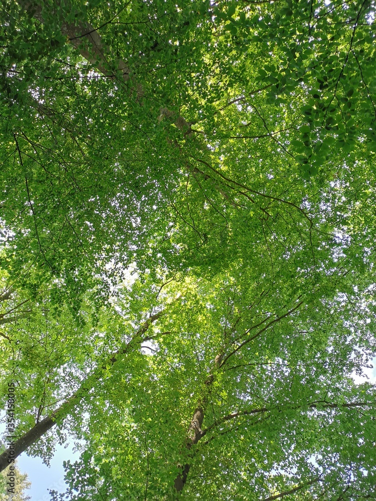 Fototapeta premium Grüner Wald