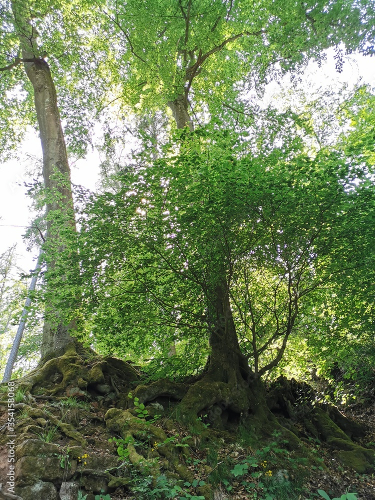 Fototapeta premium Baum im Wald