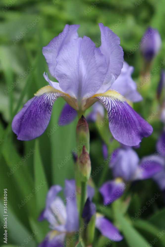 Purple iris flower in the garden