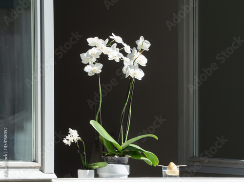 white orchid exposed to the sun on a window sill