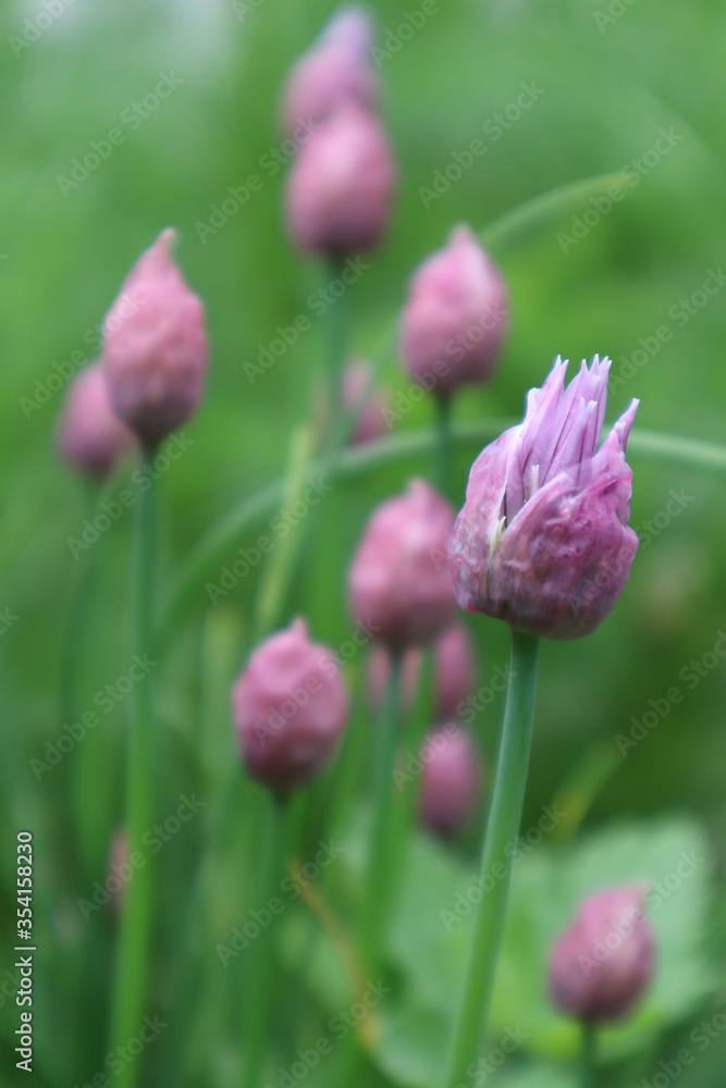 Buds of decorative onions in the meadow Buds of decorative onions in the meadow