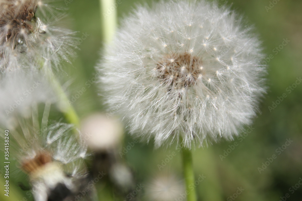 Fototapeta premium still untouched snow-white dandelion flower