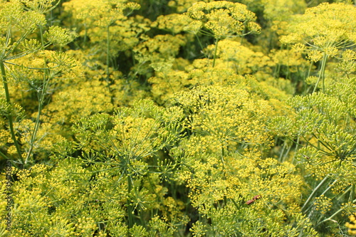blooming dill as a new form of art