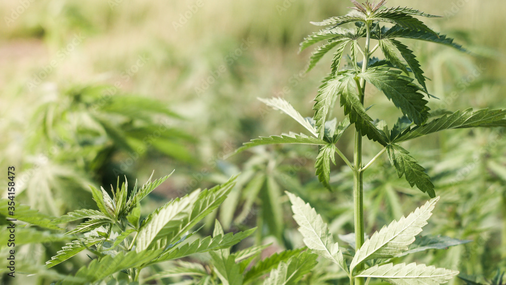 Young cannabis hemp plants growing in the farm field and moving in wind with sun shining. Young cannabis hemp plants growing in the farm field and moving in wind with sun shining.