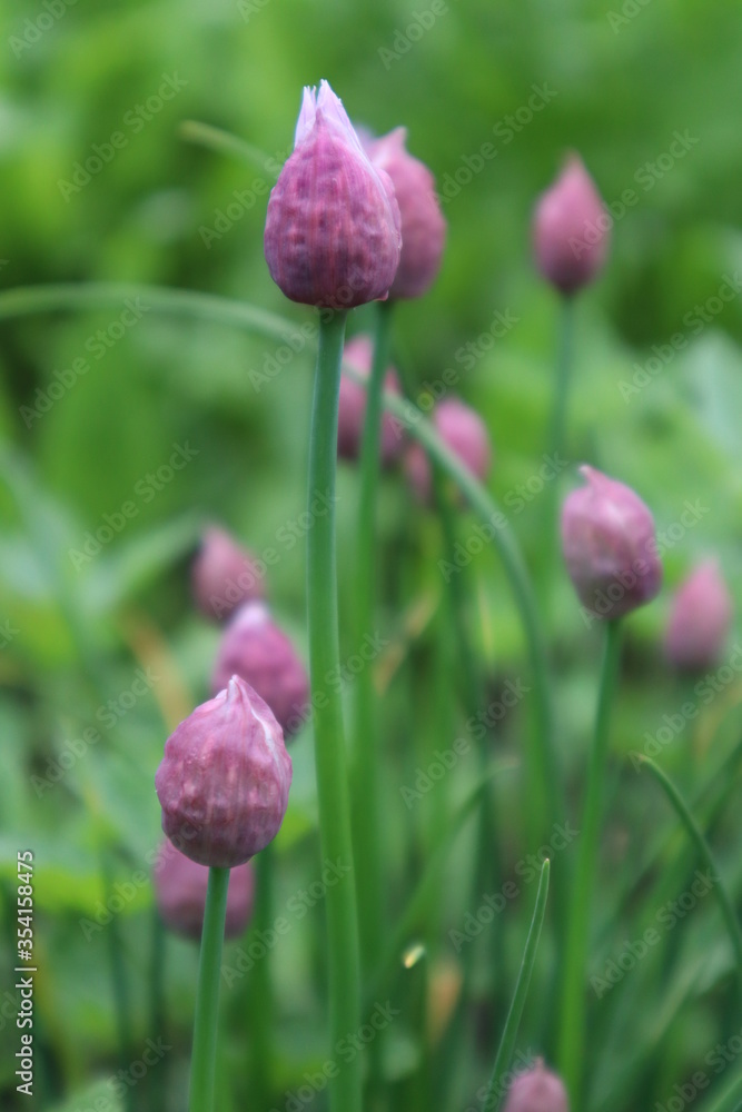 Buds of decorative onions in the meadow Buds of decorative onions in the meadow