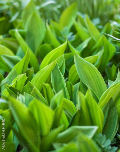 Green leaves, natural background, selective focus