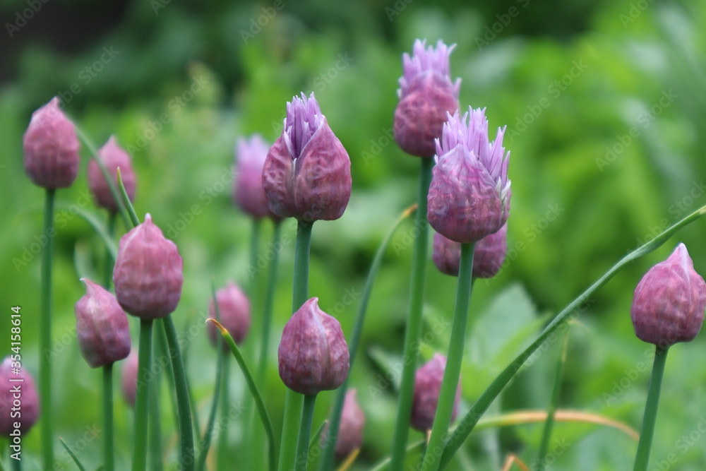 Buds of decorative onions in the meadow Buds of decorative onions in the meadow
