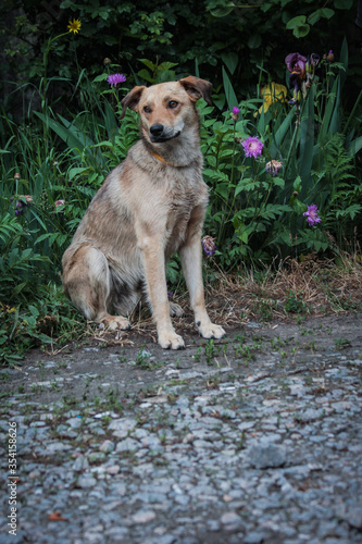 Lonely homeless kind dog, spring, flowers