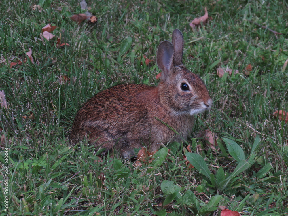 Fototapeta premium Backyard bunny.