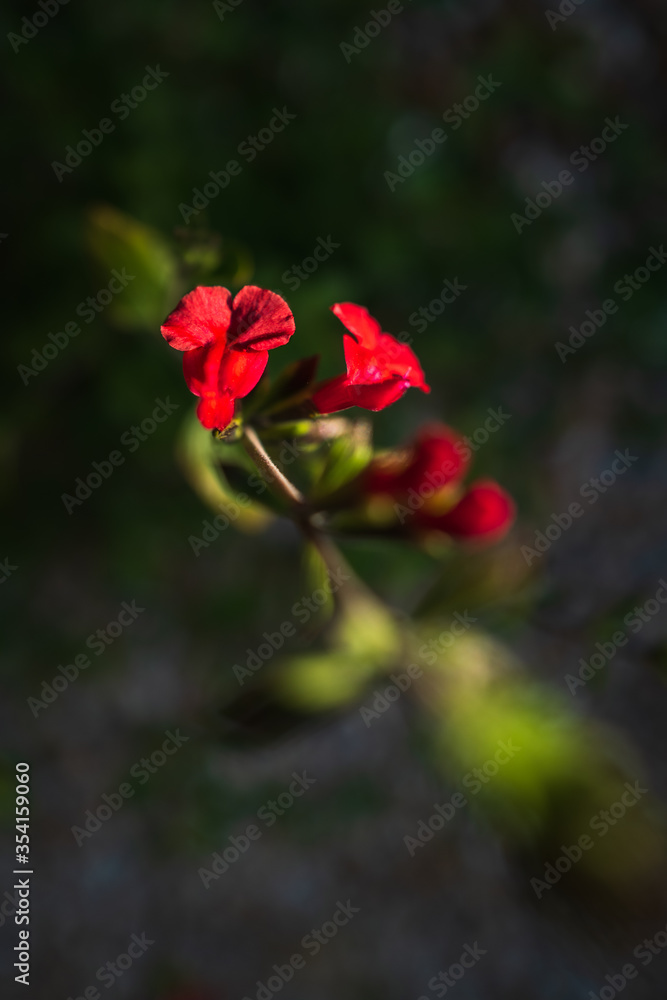 Red Salvia plant flower in the evening sunset in very shallow focus. it is called Hot Lips Red Salvia plant flower in the evening sunset in very shallow focus. it is called Hot Lips