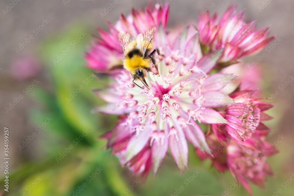 The antena of a bee collecting nectar from the stamen of a pink flower, Astrantia Major Claret The antena of a bee collecting nectar from the stamen of a pink flower, Astrantia Major Claret