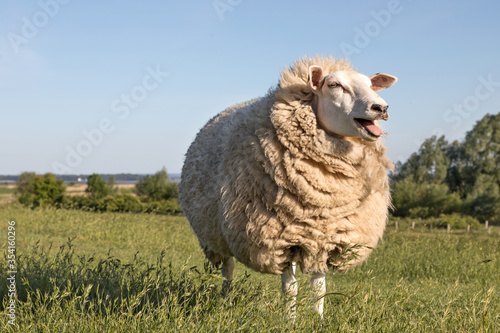 mowing_sheep