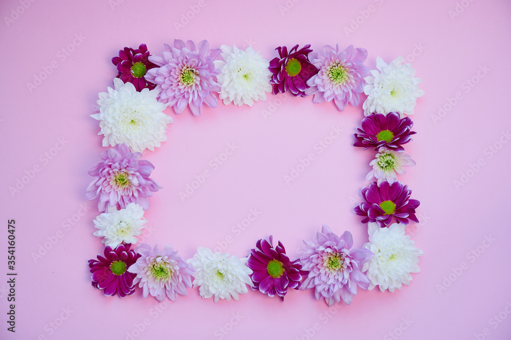 violet and white dahlia flowers lying in a square on pink background with copy space for any text