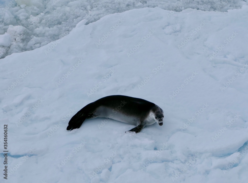 Obraz premium Screaming crabeater seal on ice floe in antarctic ocean, Antarctica